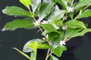 <strong>Rubiaceae - Coffea mauritiana - Lam.</strong><br />© Sarrailh Jean-Michel / CIRAD