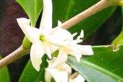 <strong>Rubiaceae - Coffea mauritiana - Lam.</strong><br />© Sarrailh Jean-Michel / CIRAD