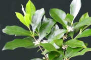 <strong>Rubiaceae - Coffea mauritiana - Lam.</strong><br />© Sarrailh Jean-Michel / CIRAD