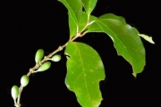 <strong>Rubiaceae - Coffea mauritiana - Lam.</strong><br />© Sarrailh Jean-Michel / CIRAD