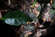 <strong>Rubiaceae - Coffea mauritiana - Lam.</strong><br />© Sarrailh Jean-Michel / CIRAD