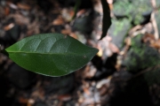 <strong>Rubiaceae - Coffea mauritiana - Lam.</strong><br />© Sarrailh Jean-Michel / CIRAD