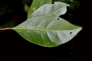 <strong>Rubiaceae - Coffea mauritiana - Lam.</strong><br />© Sarrailh Jean-Michel / CIRAD