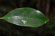 <strong>Rubiaceae - Coffea mauritiana - Lam.</strong><br />© Sarrailh Jean-Michel / CIRAD