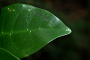 <strong>Rubiaceae - Coffea mauritiana - Lam.</strong><br />© Sarrailh Jean-Michel / CIRAD