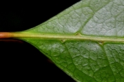 <strong>Rubiaceae - Coffea mauritiana - Lam.</strong><br />© Sarrailh Jean-Michel / CIRAD