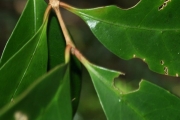 <strong>Rubiaceae - Coffea mauritiana - Lam.</strong><br />© Sarrailh Jean-Michel / CIRAD