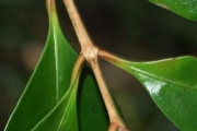 <strong>Rubiaceae - Coffea mauritiana - Lam.</strong><br />© Sarrailh Jean-Michel / CIRAD