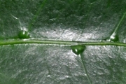 <strong>Rubiaceae - Coffea mauritiana - Lam.</strong><br />© Sarrailh Jean-Michel / CIRAD