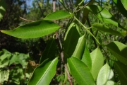 <strong>Apocynaceae - Camptocarpus mauritianus - (Lam.) Decne.</strong><br />© Sarrailh Jean-Michel / CIRAD
