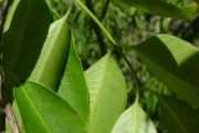 <strong>Apocynaceae - Camptocarpus mauritianus - (Lam.) Decne.</strong><br />© Sarrailh Jean-Michel / CIRAD
