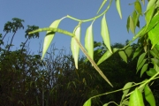 <strong>Apocynaceae - Camptocarpus mauritianus - (Lam.) Decne.</strong><br />© Sarrailh Jean-Michel / CIRAD