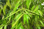 <strong>Apocynaceae - Camptocarpus mauritianus - (Lam.) Decne.</strong><br />© Sarrailh Jean-Michel / CIRAD