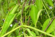<strong>Apocynaceae - Camptocarpus mauritianus - (Lam.) Decne.</strong><br />© Sarrailh Jean-Michel / CIRAD