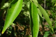 <strong>Apocynaceae - Camptocarpus mauritianus - (Lam.) Decne.</strong><br />© Sarrailh Jean-Michel / CIRAD
