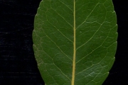 <strong>Celastraceae - Cassine orientalis - (Jacq.) Kuntze</strong><br />© Sarrailh Jean-Michel / CIRAD