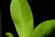 <strong>Celastraceae - Cassine orientalis - (Jacq.) Kuntze</strong><br />© Sarrailh Jean-Michel / CIRAD
