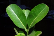 <strong>Celastraceae - Cassine orientalis - (Jacq.) Kuntze</strong><br />© Sarrailh Jean-Michel / CIRAD