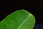 <strong>Celastraceae - Cassine orientalis - (Jacq.) Kuntze</strong><br />© Sarrailh Jean-Michel / CIRAD
