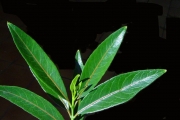 <strong>Celastraceae - Cassine orientalis - (Jacq.) Kuntze</strong><br />© Sarrailh Jean-Michel / CIRAD