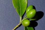 <strong>Celastraceae - Cassine orientalis - (Jacq.) Kuntze</strong><br />© Sarrailh Jean-Michel / CIRAD