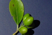 <strong>Celastraceae - Cassine orientalis - (Jacq.) Kuntze</strong><br />© Sarrailh Jean-Michel / CIRAD