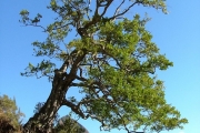 <strong>Celastraceae - Cassine orientalis - (Jacq.) Kuntze</strong><br />© Baret Stéphane