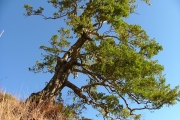 <strong>Celastraceae - Cassine orientalis - (Jacq.) Kuntze</strong><br />© Baret Stéphane