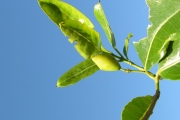 <strong>Celastraceae - Cassine orientalis - (Jacq.) Kuntze</strong><br />© Sarrailh Jean-Michel / CIRAD