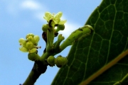 <strong>Celastraceae - Cassine orientalis - (Jacq.) Kuntze</strong><br />© Sarrailh Jean-Michel / CIRAD