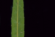<strong>Celastraceae - Cassine orientalis - (Jacq.) Kuntze</strong><br />© Sarrailh Jean-Michel / CIRAD