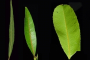 <strong>Celastraceae - Cassine orientalis - (Jacq.) Kuntze</strong><br />© Sarrailh Jean-Michel / CIRAD