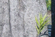<strong>Celastraceae - Cassine orientalis - (Jacq.) Kuntze</strong><br />© Sarrailh Jean-Michel / CIRAD