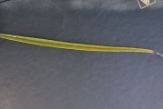 <strong>Celastraceae - Cassine orientalis - (Jacq.) Kuntze</strong><br />© Sarrailh Jean-Michel / CIRAD