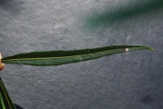 <strong>Celastraceae - Cassine orientalis - (Jacq.) Kuntze</strong><br />© Sarrailh Jean-Michel / CIRAD