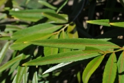 <strong>Celastraceae - Cassine orientalis - (Jacq.) Kuntze</strong><br />© Sarrailh Jean-Michel / CIRAD