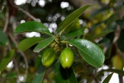 <strong>Celastraceae - Cassine orientalis - (Jacq.) Kuntze</strong><br />© Sarrailh Jean-Michel / CIRAD