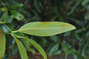 <strong>Celastraceae - Cassine orientalis - (Jacq.) Kuntze</strong><br />© Sarrailh Jean-Michel / CIRAD