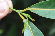 <strong>Celastraceae - Cassine orientalis - (Jacq.) Kuntze</strong><br />© Sarrailh Jean-Michel / CIRAD