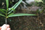 <strong>Celastraceae - Cassine orientalis - (Jacq.) Kuntze</strong><br />© Sarrailh Jean-Michel / CIRAD