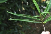 <strong>Celastraceae - Cassine orientalis - (Jacq.) Kuntze</strong><br />© Sarrailh Jean-Michel / CIRAD