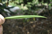 <strong>Celastraceae - Cassine orientalis - (Jacq.) Kuntze</strong><br />© Sarrailh Jean-Michel / CIRAD