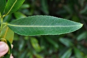 <strong>Celastraceae - Cassine orientalis - (Jacq.) Kuntze</strong><br />© Sarrailh Jean-Michel / CIRAD