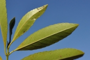<strong>Celastraceae - Cassine orientalis - (Jacq.) Kuntze</strong><br />© Sarrailh Jean-Michel / CIRAD
