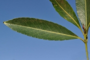 <strong>Celastraceae - Cassine orientalis - (Jacq.) Kuntze</strong><br />© Sarrailh Jean-Michel / CIRAD