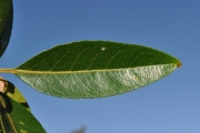 <strong>Celastraceae - Cassine orientalis - (Jacq.) Kuntze</strong><br />© Sarrailh Jean-Michel / CIRAD