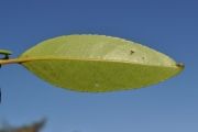 <strong>Celastraceae - Cassine orientalis - (Jacq.) Kuntze</strong><br />© Sarrailh Jean-Michel / CIRAD