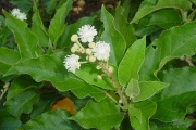 <strong>Euphorbiaceae - Croton mauritianus - Lam.</strong><br />© Sarrailh Jean-Michel / CIRAD