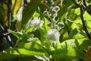 <strong>Euphorbiaceae - Croton mauritianus - Lam.</strong><br />© Sarrailh Jean-Michel / CIRAD
