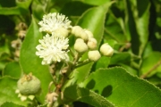 <strong>Euphorbiaceae - Croton mauritianus - Lam.</strong><br />© Sarrailh Jean-Michel / CIRAD